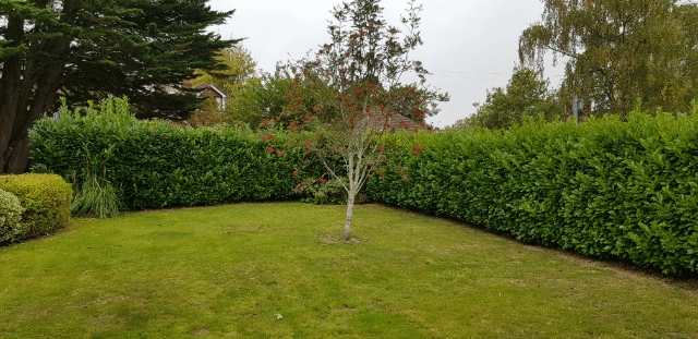 Hedge Trimming